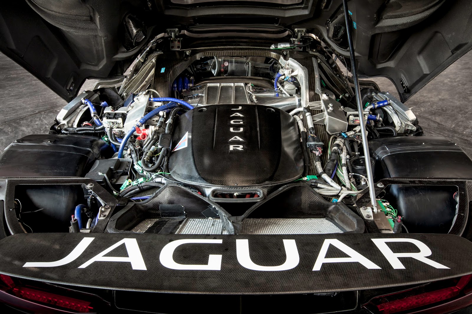 Jaguar rooteto13